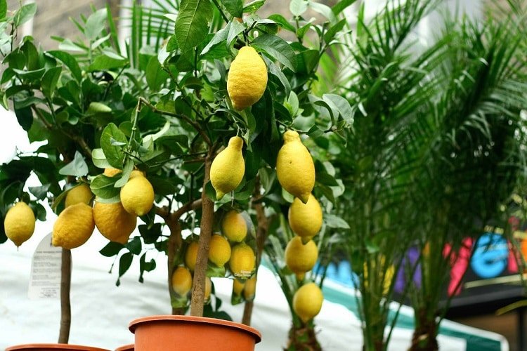 pear-shaped lemons in a potted lemon tree besides another lemon tree