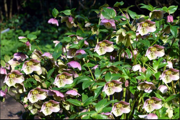 winter blooming flowers lenten rose with green leaves