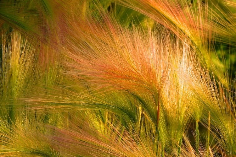 ornamental grasses in orange and green hues 