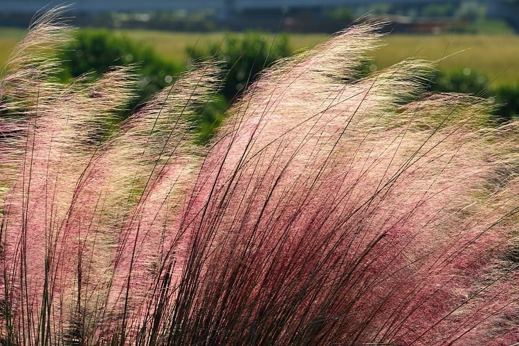 pink ornamental grasses blown by the wind to the left