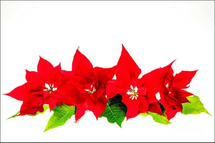 how to care for a poinsettia plant red and green poinsettia