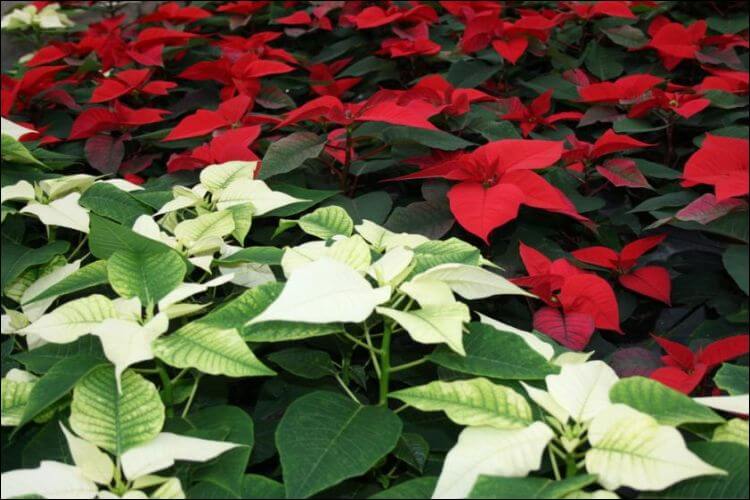 how to care for a poinsettia plant red and white poinsettia
