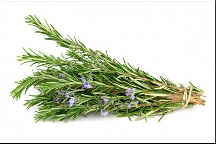 how to care for rosemary indoors rosemary bunch 