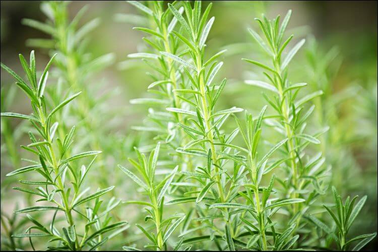 how to care for rosemary indoors rosemary branches