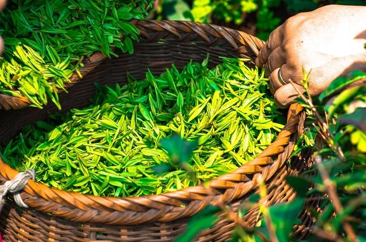 Tea Leaves Green Leaf China Herbal Tea Green Tea 1309015