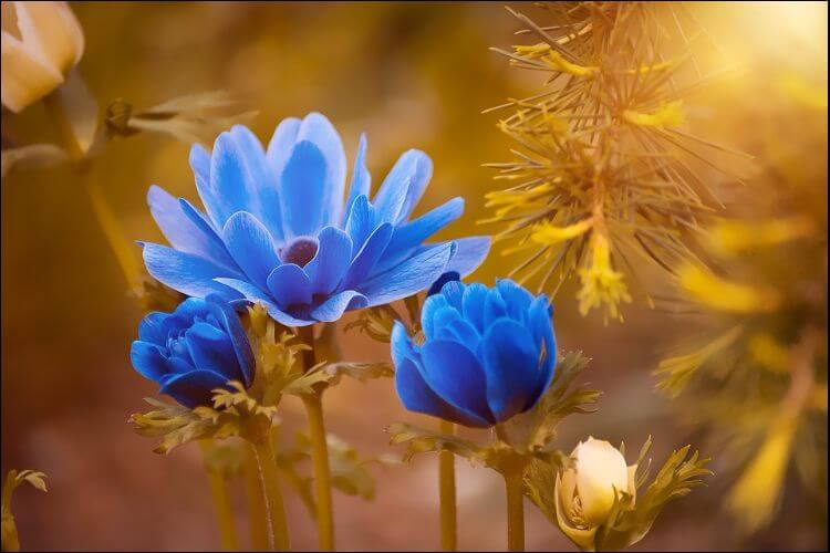 January wedding flowers blue anemone
