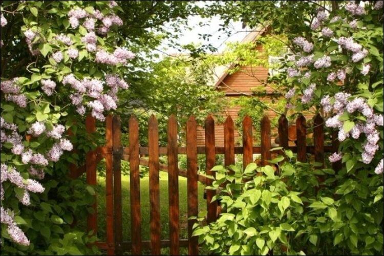 bushy secret garden