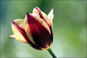 colored tulip