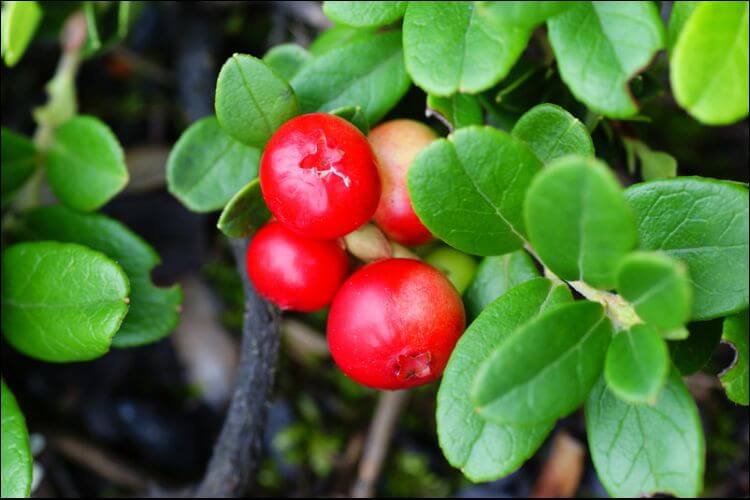 how to grow cranberry cranberry bush
