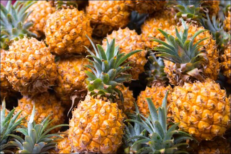 how to grow a pineapple plant mound of pineapples
