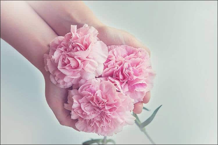 January wedding flowers pink carnations
