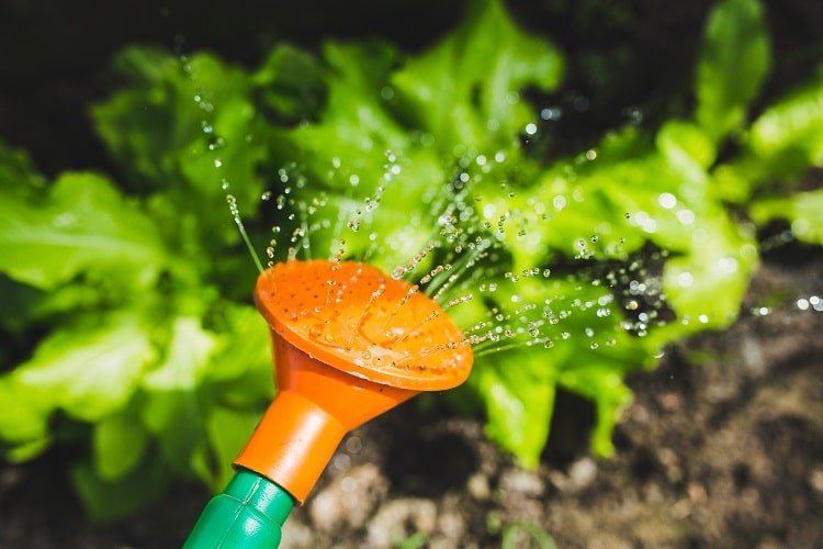 Watering salad with a sprinkler can