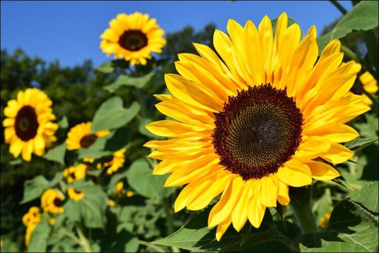 what to plant in January sunflower crop