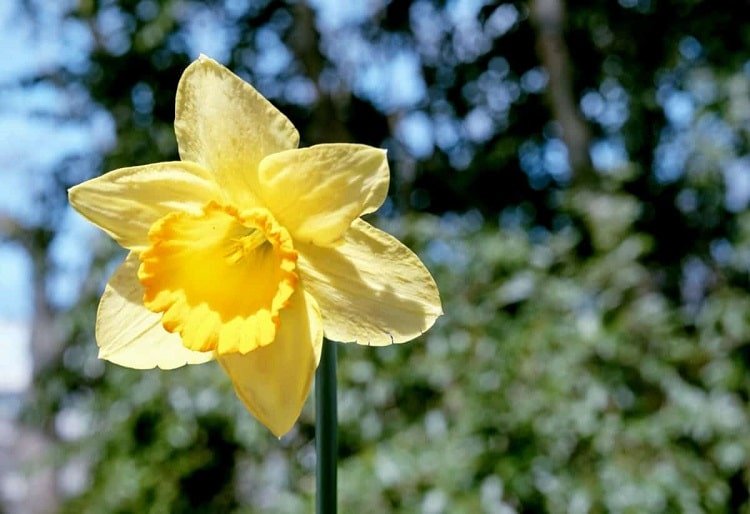 Daffodil flower growing in a tree garden