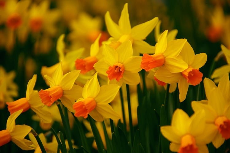 Shrub of blooming daffodils with orange corolla