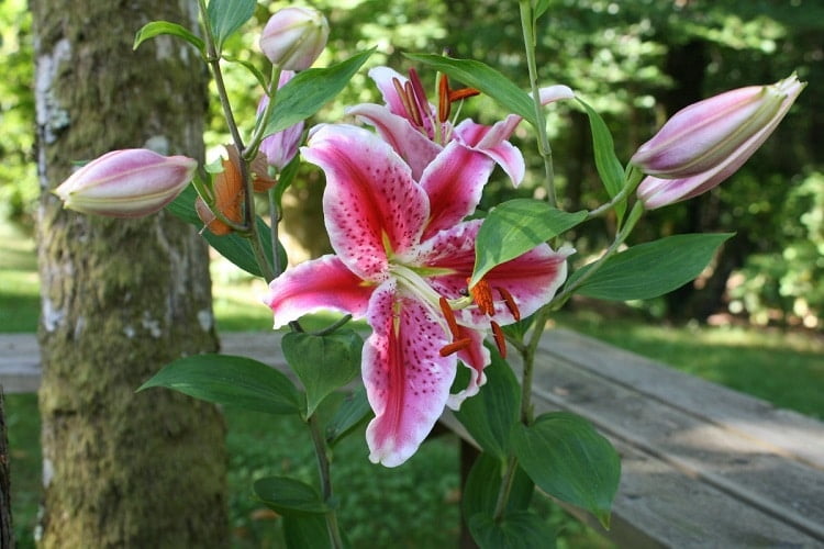 Pink stargazer lily in bloom in a garden