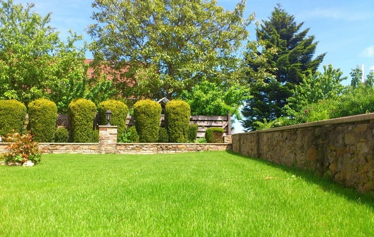 Grassy garden surrounded by hedges and a fence