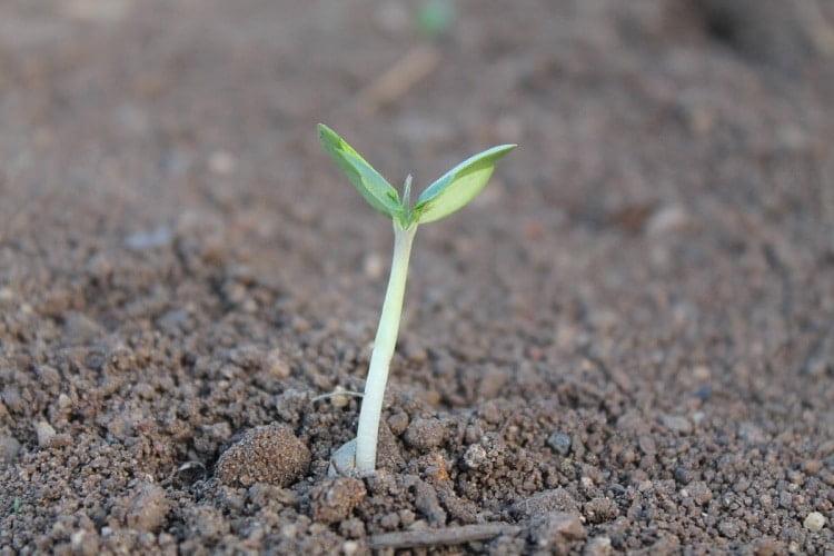 Tiny seedling growing in an orderly soil