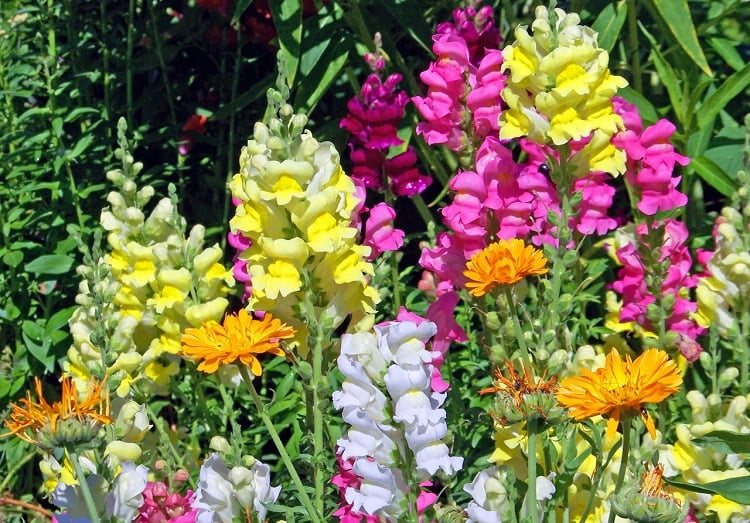 Snapdragon blooms colored in bright nuances