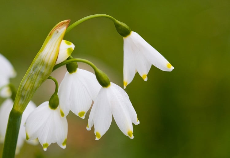 Four snowdrops on a stem with yellow marks on the petals