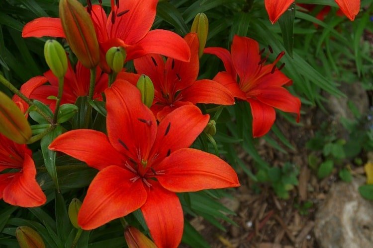 Red tiger lily blooms