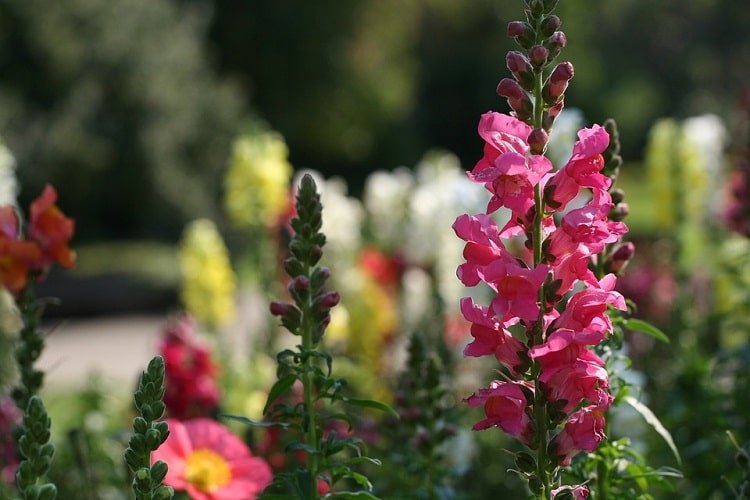 Pink snapdragon blooms with other flowers in the background