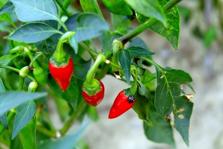 Three thick chili peppers in a garden