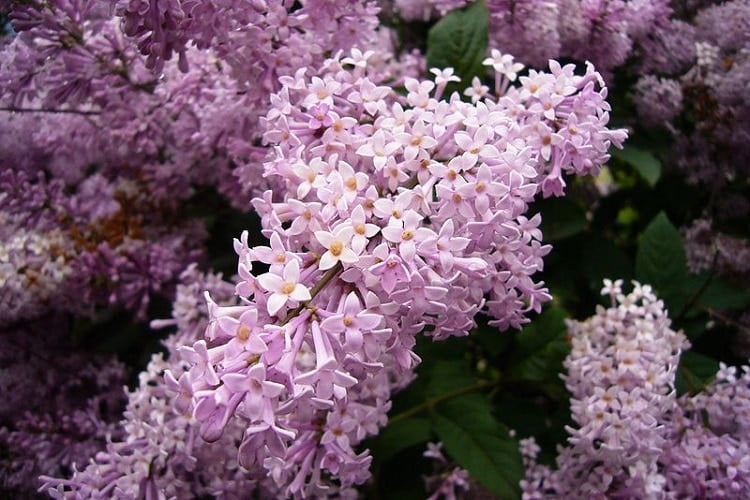 Lilacs colored in pastel purple in a Moscow garden