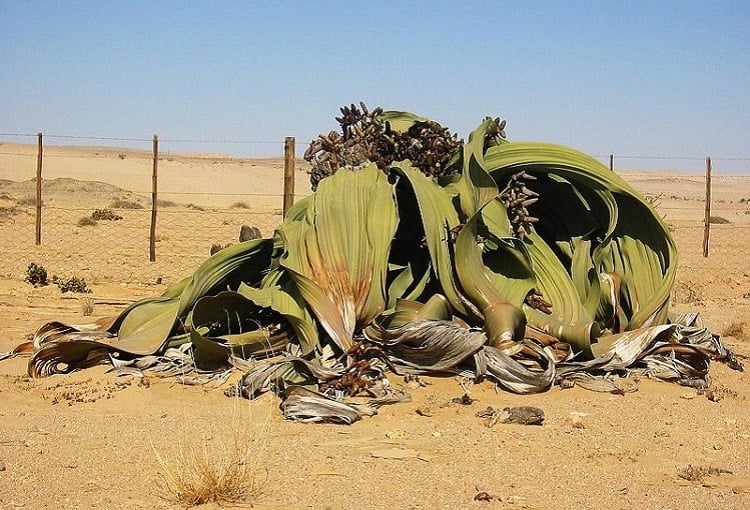 Welwitschia mirabilis in the Namibian desert