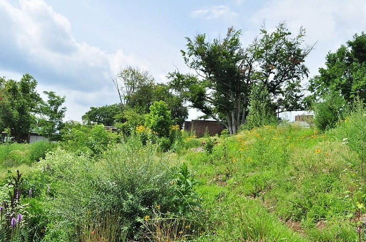 Meadow with native plants growing naturally