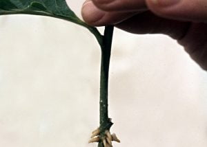 Adventitious roots of Magnolia cutting