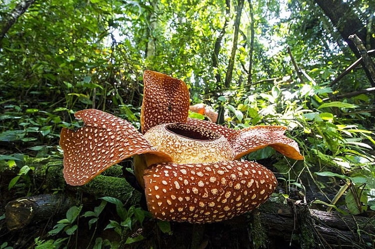 Rafflesia flower in the rainforest
