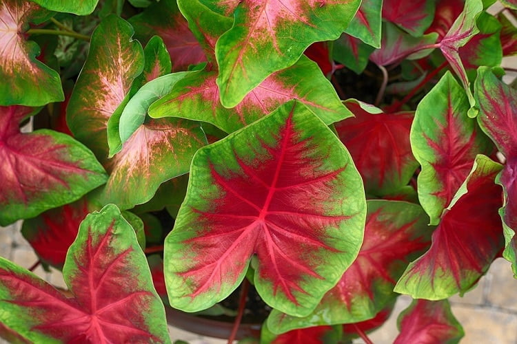 Caladium with red and green leaves