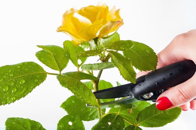 Pruning a yellow rose with black scissors