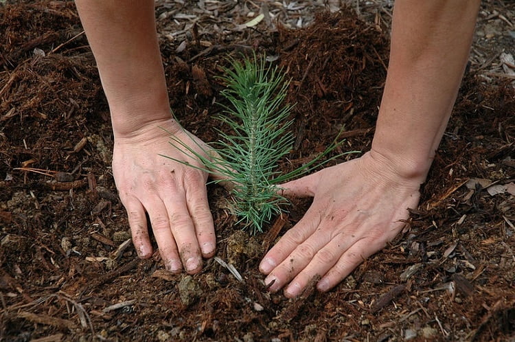 close up on two hands planting a seedling in earth
