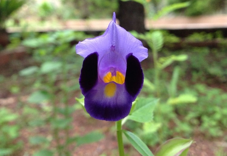 Purple wishbone flower with a yellow center