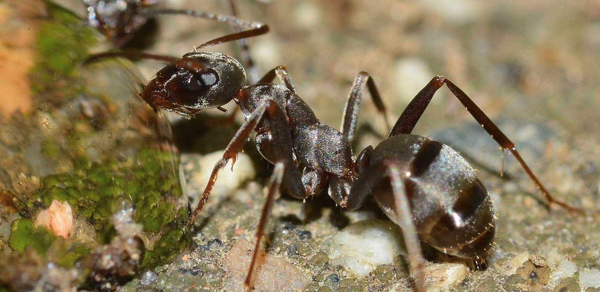 ant traps