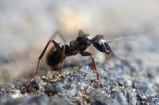 pet safe ant killer