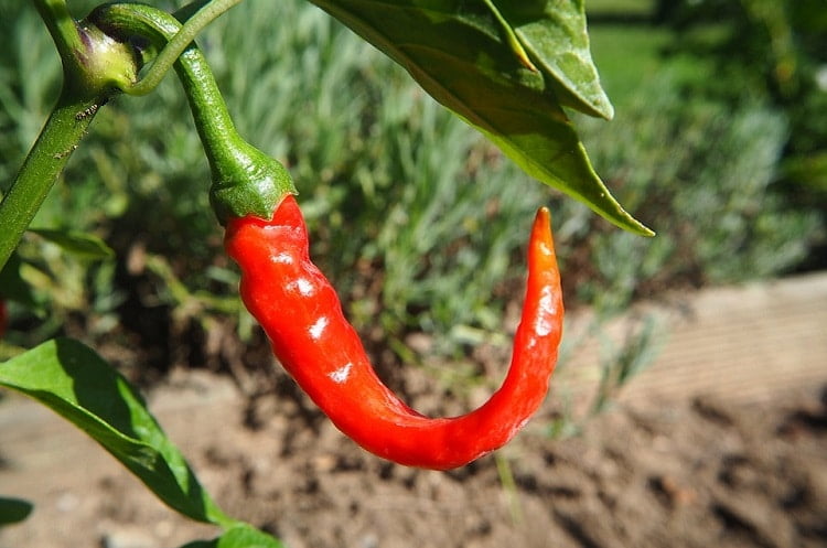 Curved chili pepper in a garden