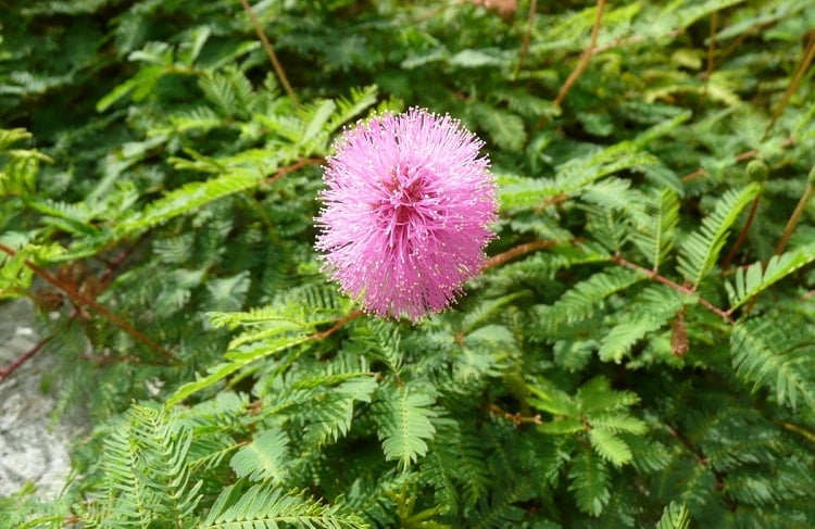 Pink Mimosa pudica flower among relaxed leaves