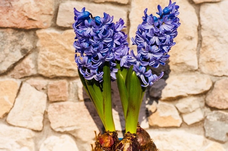 Two blue hyacinth stems with their bulbs out