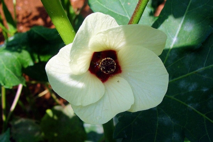 Big okra flower with big white petals