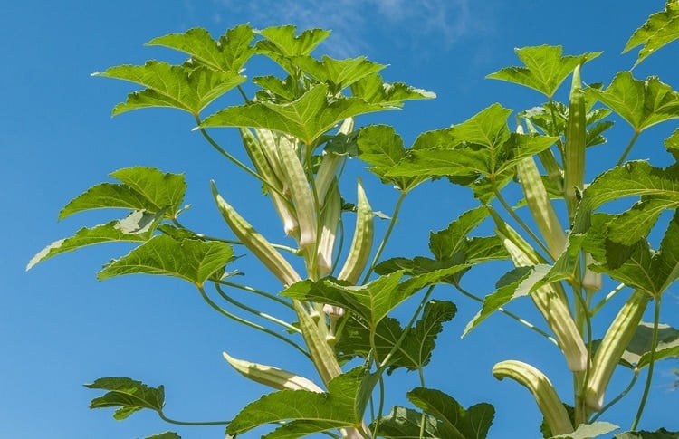 Okra pods growing on multiple stems