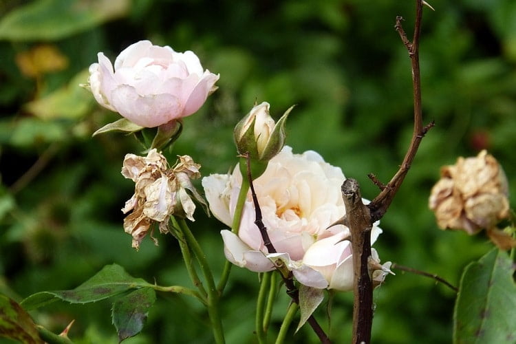 Wilted pink rose on a healthy stem