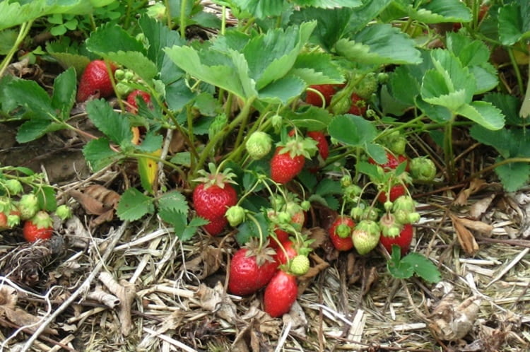 Strawberries growing on a soil covered in mulch