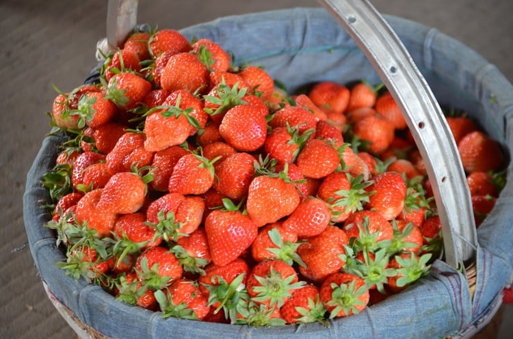Strawberries in a big basket