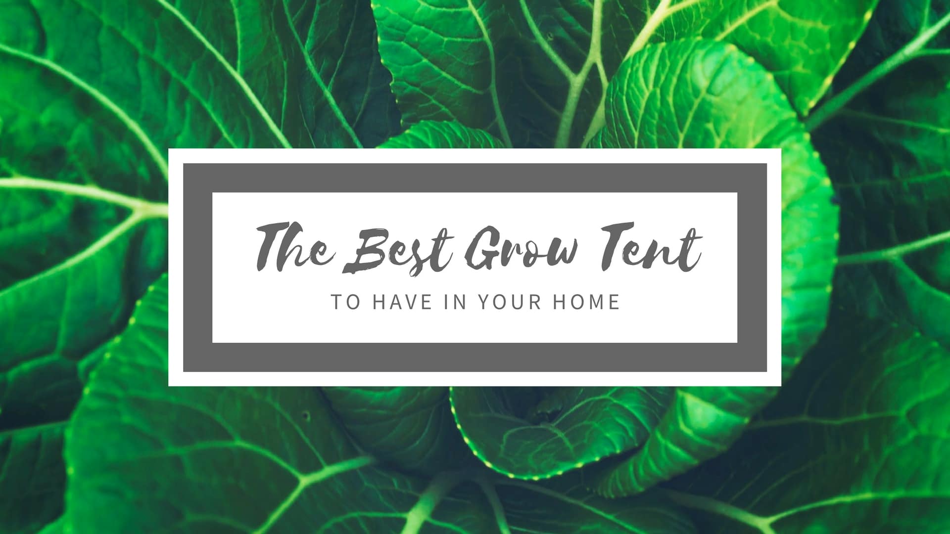 Best Grow Tent