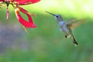 attract hummingbirds to your yard