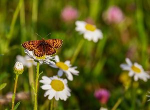attract more butterflies into your yard