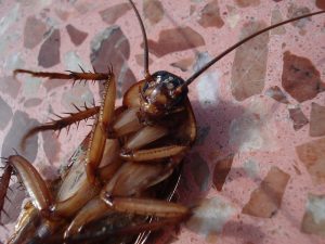 effective and natural ways to get rid of cockroaches